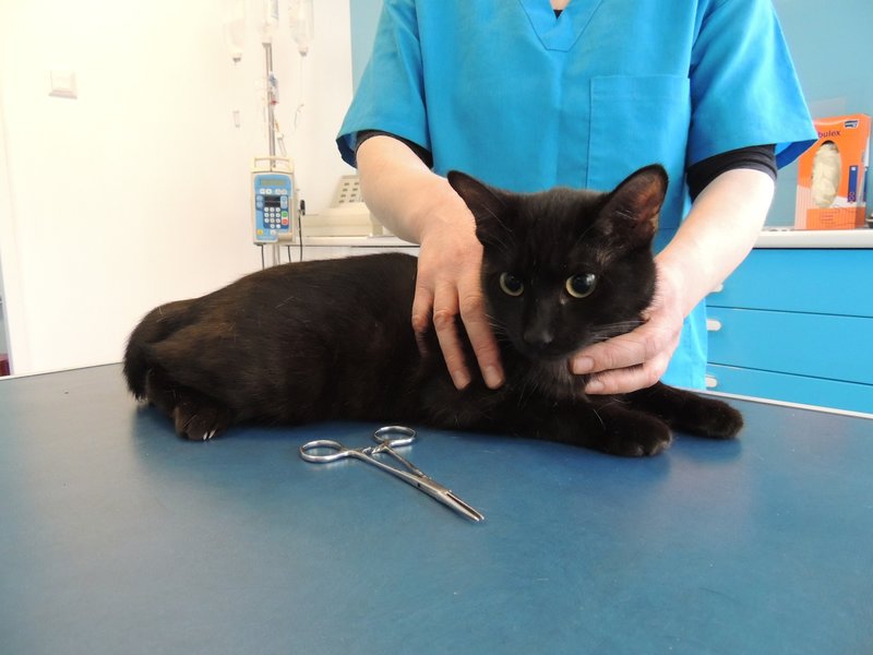 Pisica Neagra - Clinica Veterinara