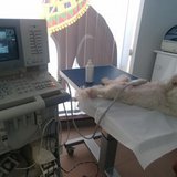 Pisica Neagra - Clinica Veterinara